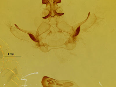 genitalia view of adult Rosema sp. XI