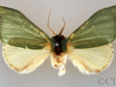 dorsal view of adult Rosema sp. XI
