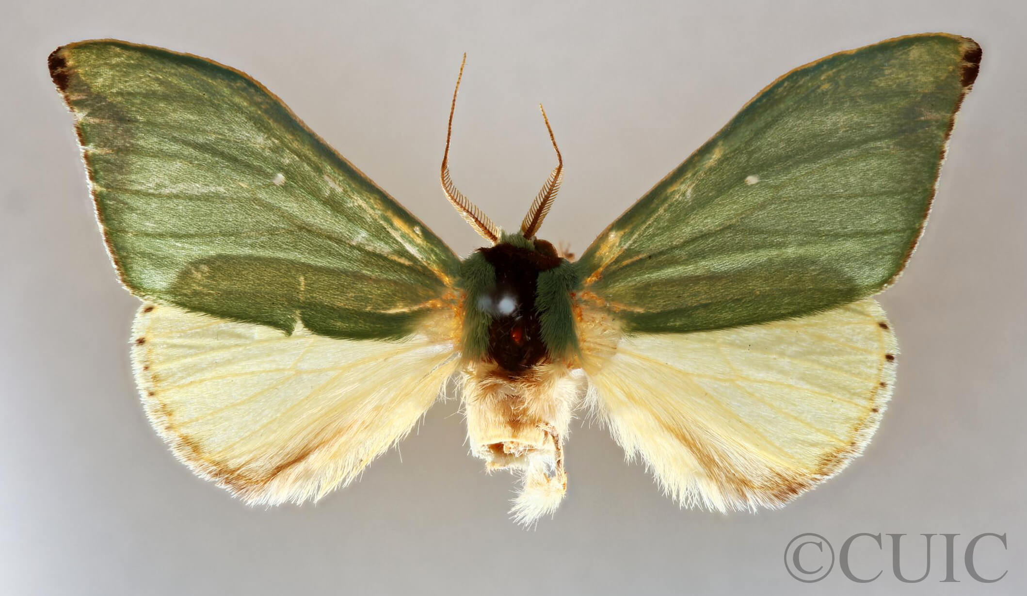 dorsal view of adult Rosema sp. XI