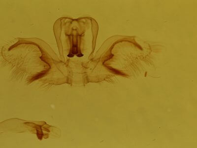 genitalia view of adult Rosema sp. IV