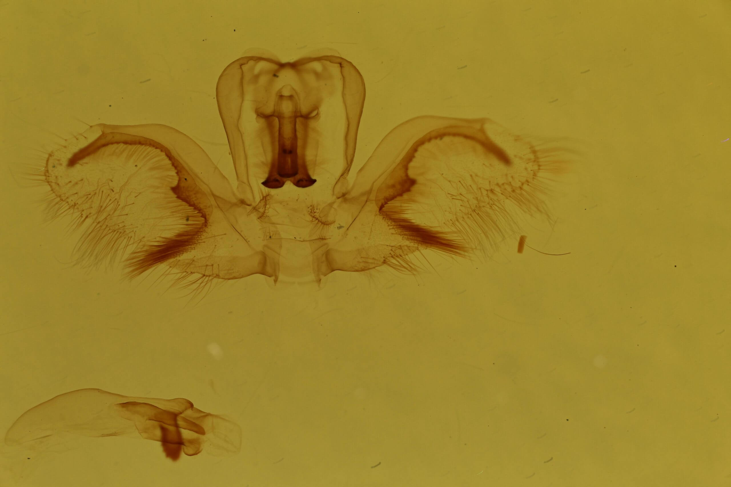 genitalia view of adult Rosema sp. IV