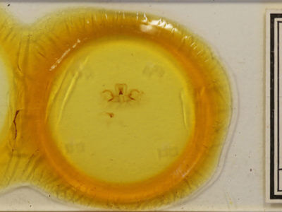 slide view of adult Rosema sp. IV