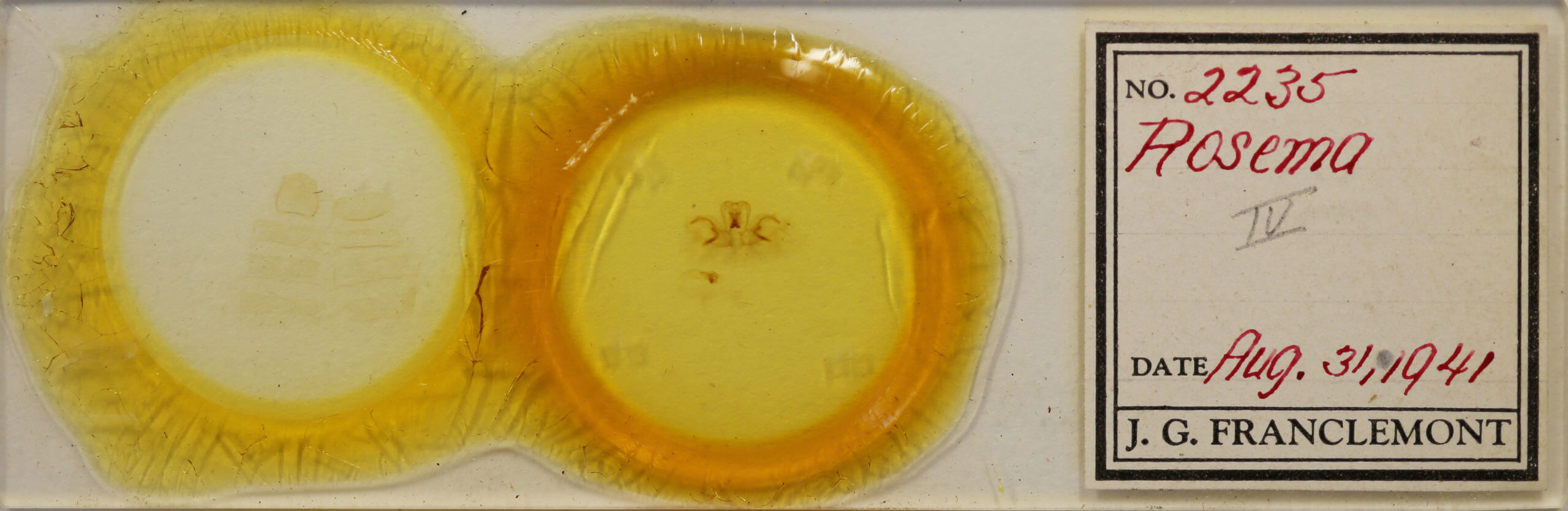 slide view of adult Rosema sp. IV