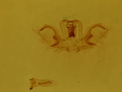 genitalia view of adult Rosema sp. IV