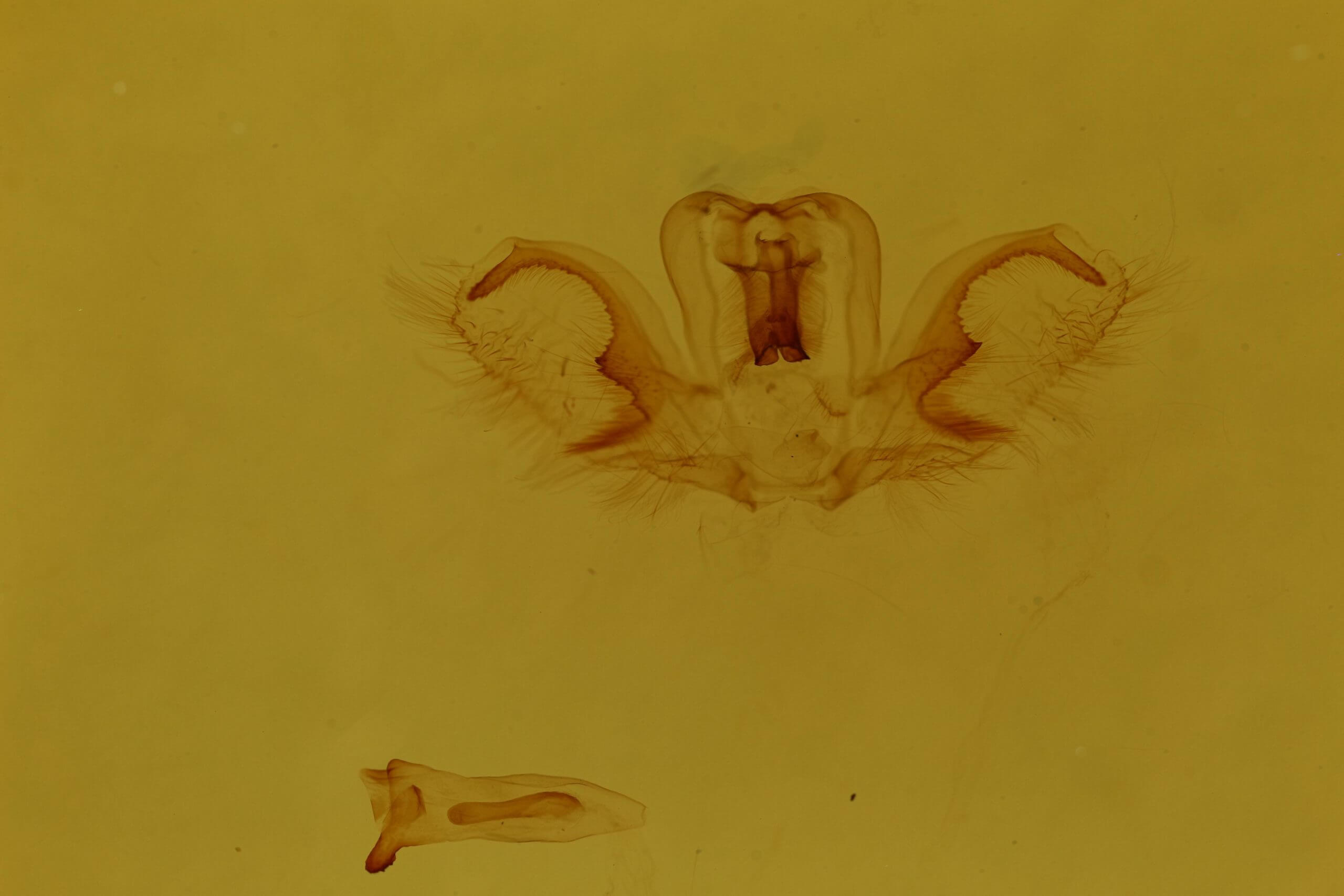 genitalia view of adult Rosema sp. IV