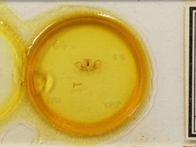 slide view of adult Rosema sp. IV