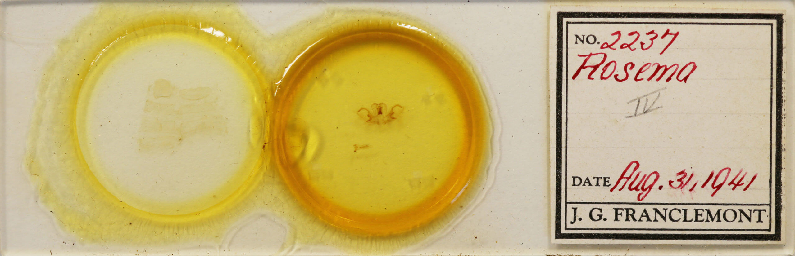 slide view of adult Rosema sp. IV