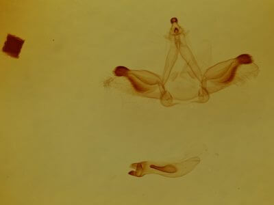 genitalia view of adult Rosema sp. I