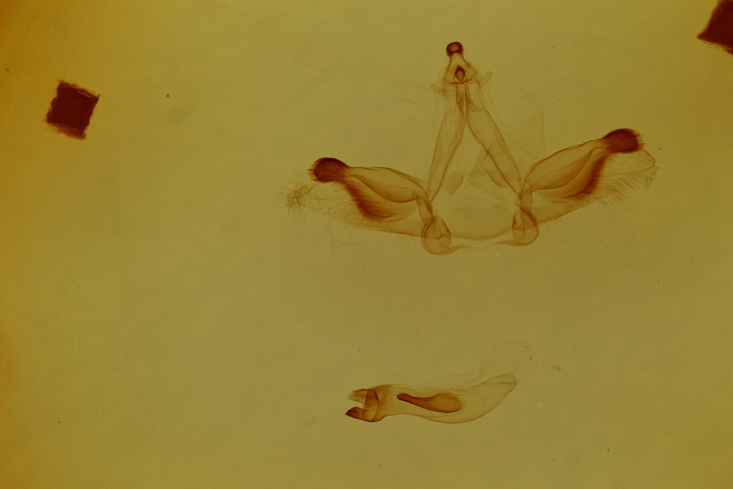 genitalia view of adult Rosema sp. I