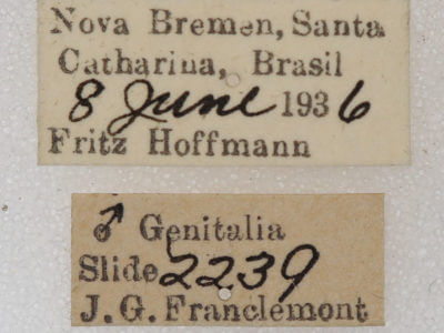 label view of adult Rosema sp. I