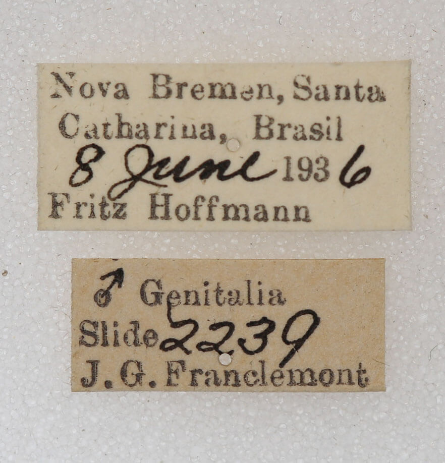label view of adult Rosema sp. I