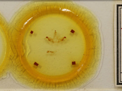 slide view of adult Rosema sp. I