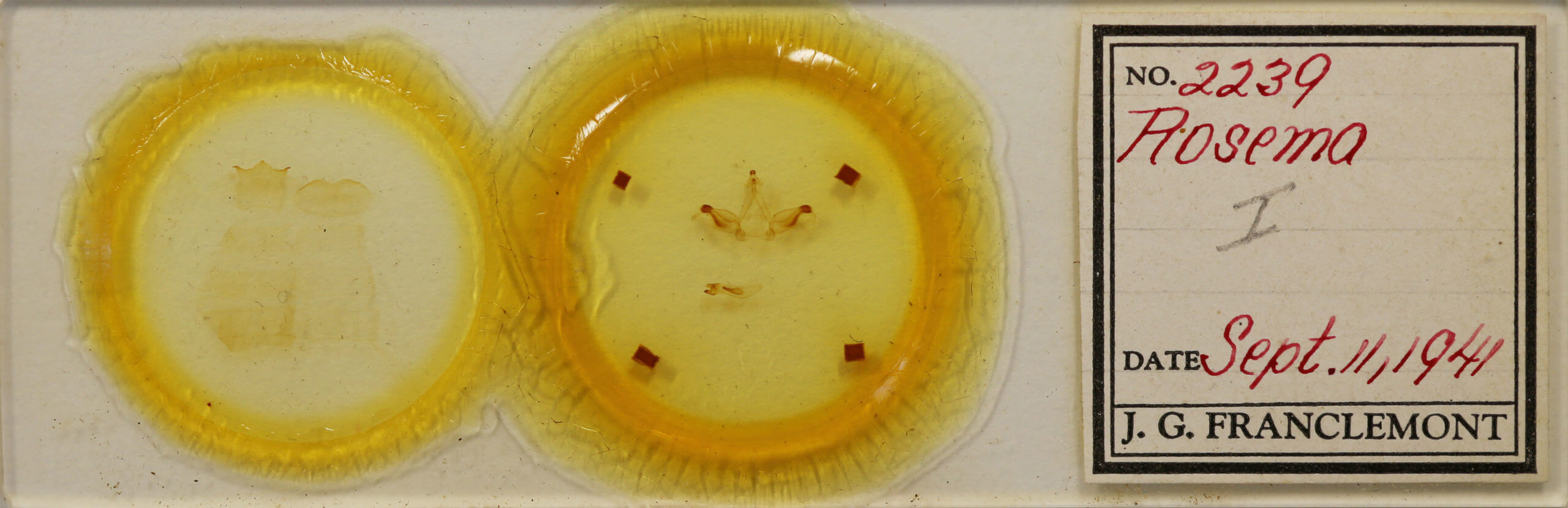 slide view of adult Rosema sp. I