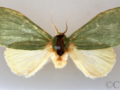 dorsal view of adult Rosema sp. I