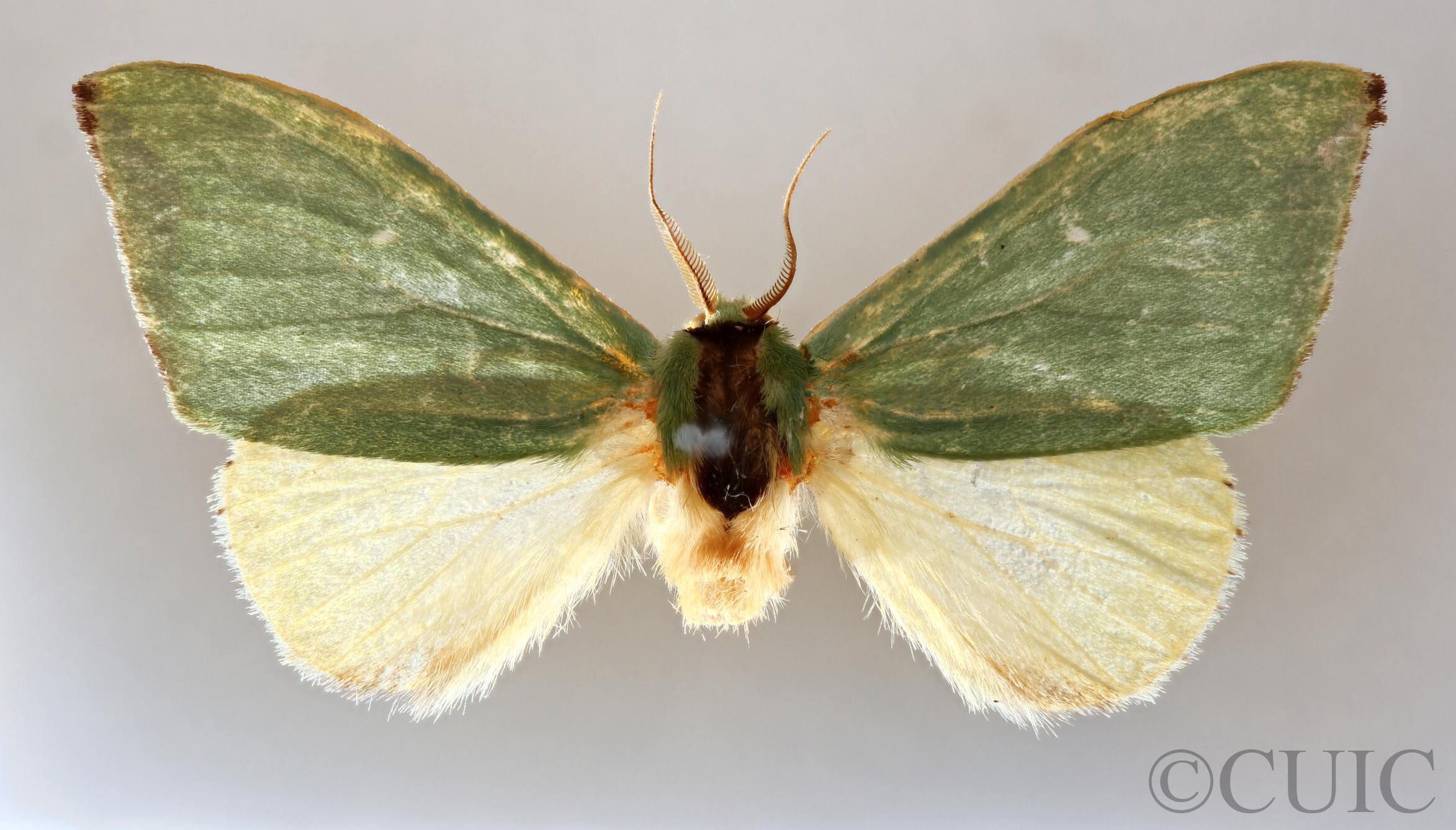 dorsal view of adult Rosema sp. I