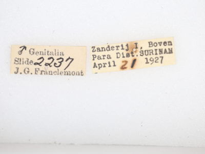 label view of adult Rosema sp. IV
