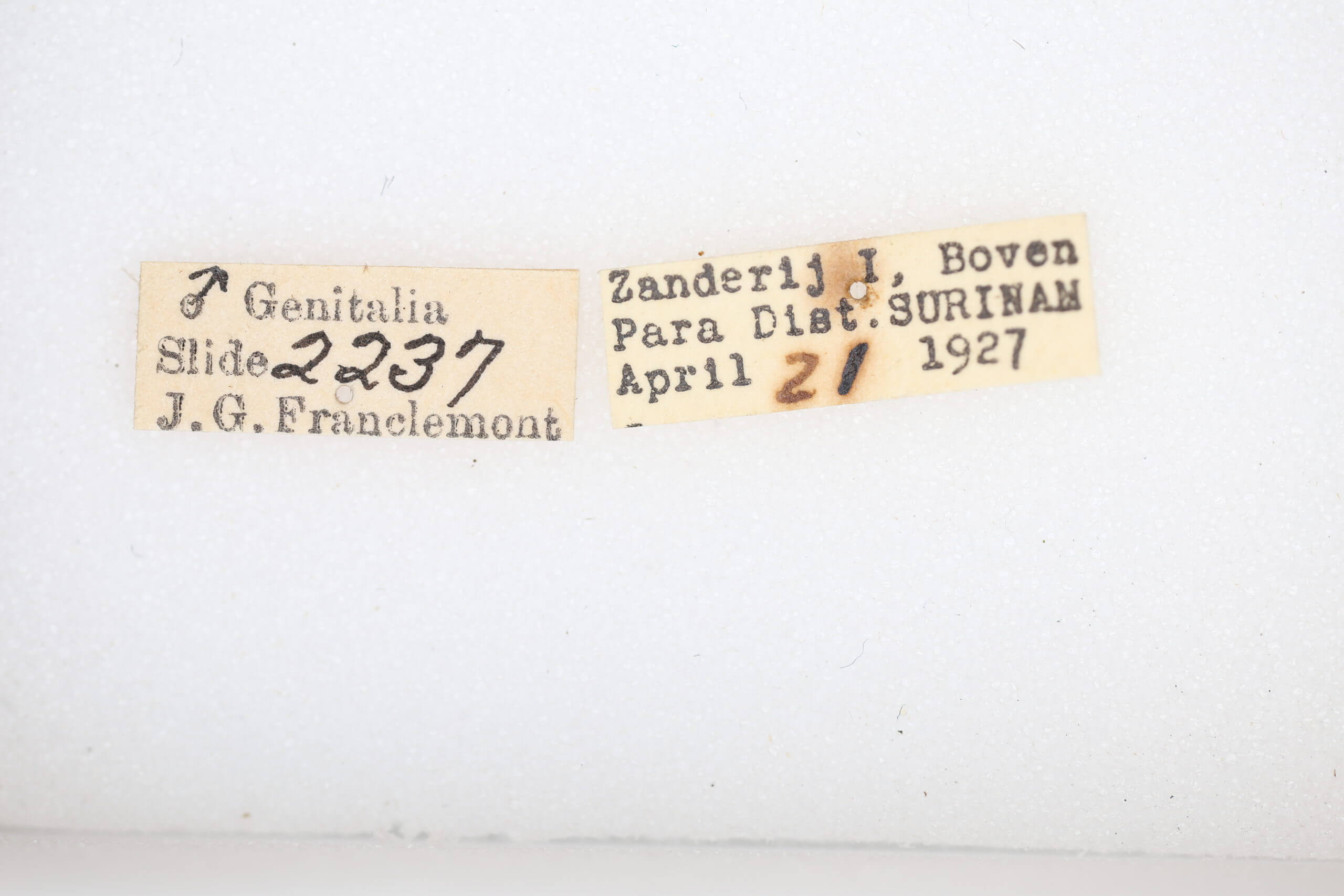 label view of adult Rosema sp. IV