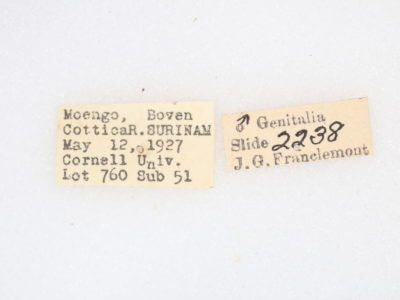 label view of adult Rosema deolis