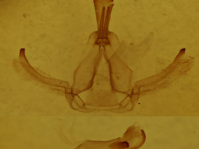 genitalia view of adult Rosema deolis