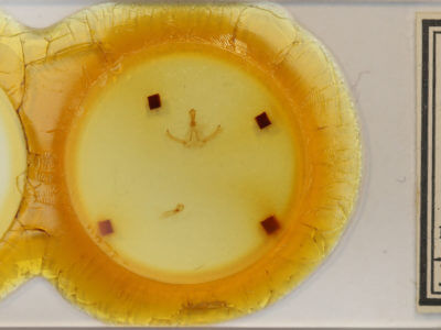 slide view of adult Rosema deolis