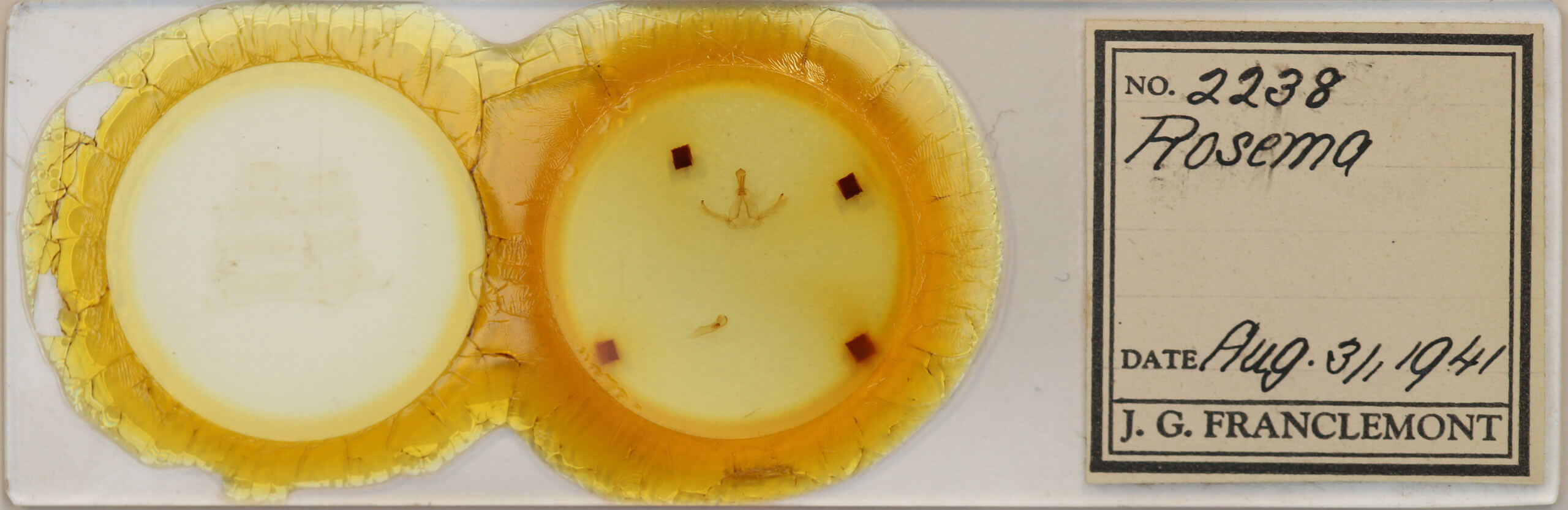 slide view of adult Rosema deolis