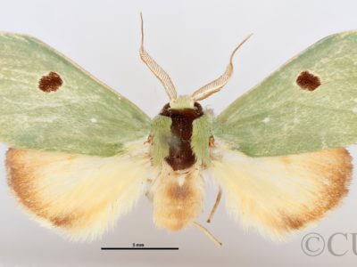 dorsal view of adult Rosema deolis