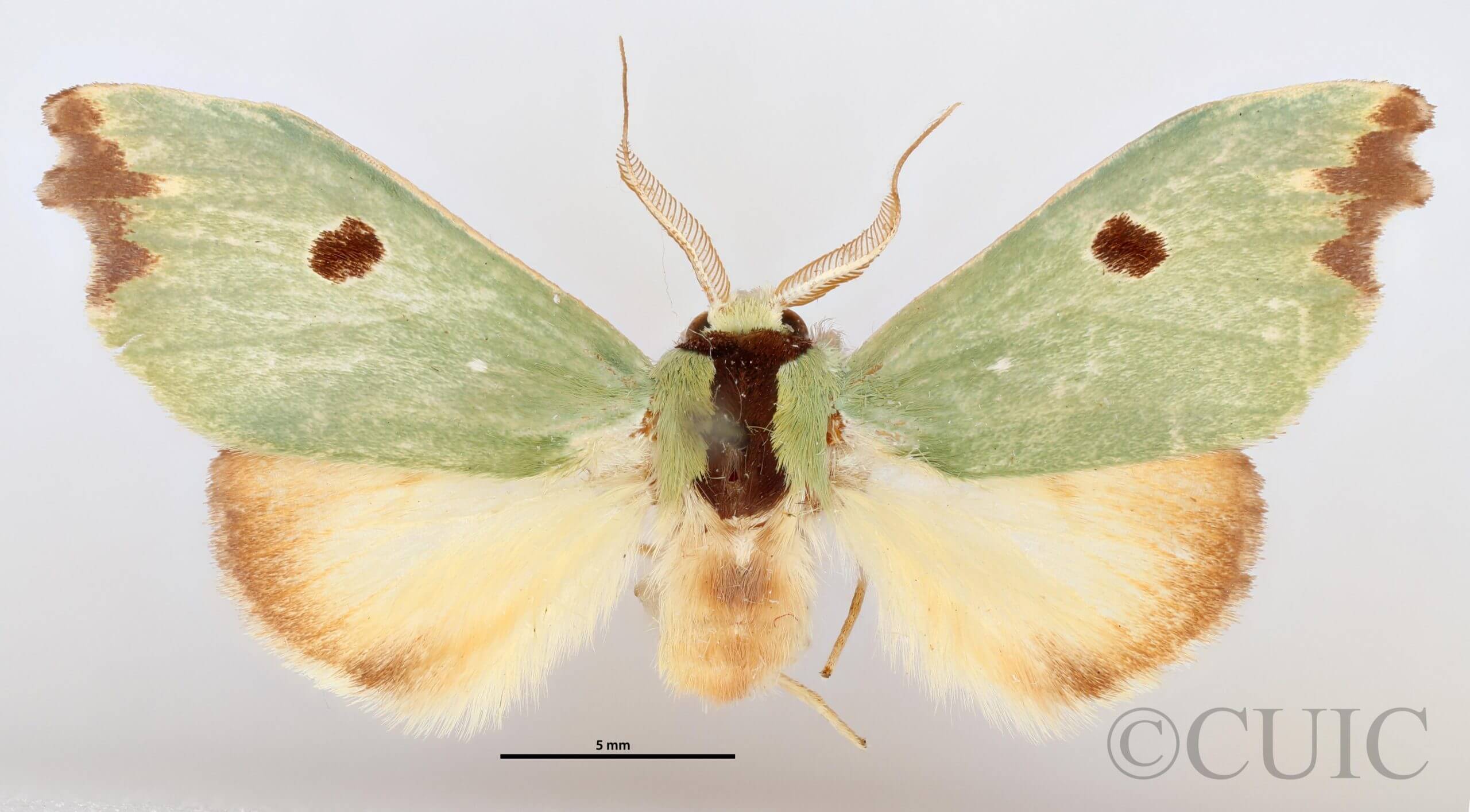 dorsal view of adult Rosema deolis
