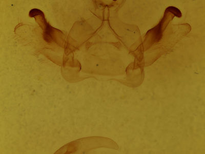 genitalia view of adult Rosema sp. X