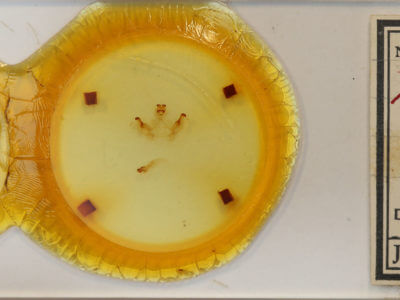 slide view of adult Rosema sp. X