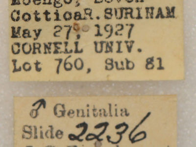 label view of adult Rosema sp. XII