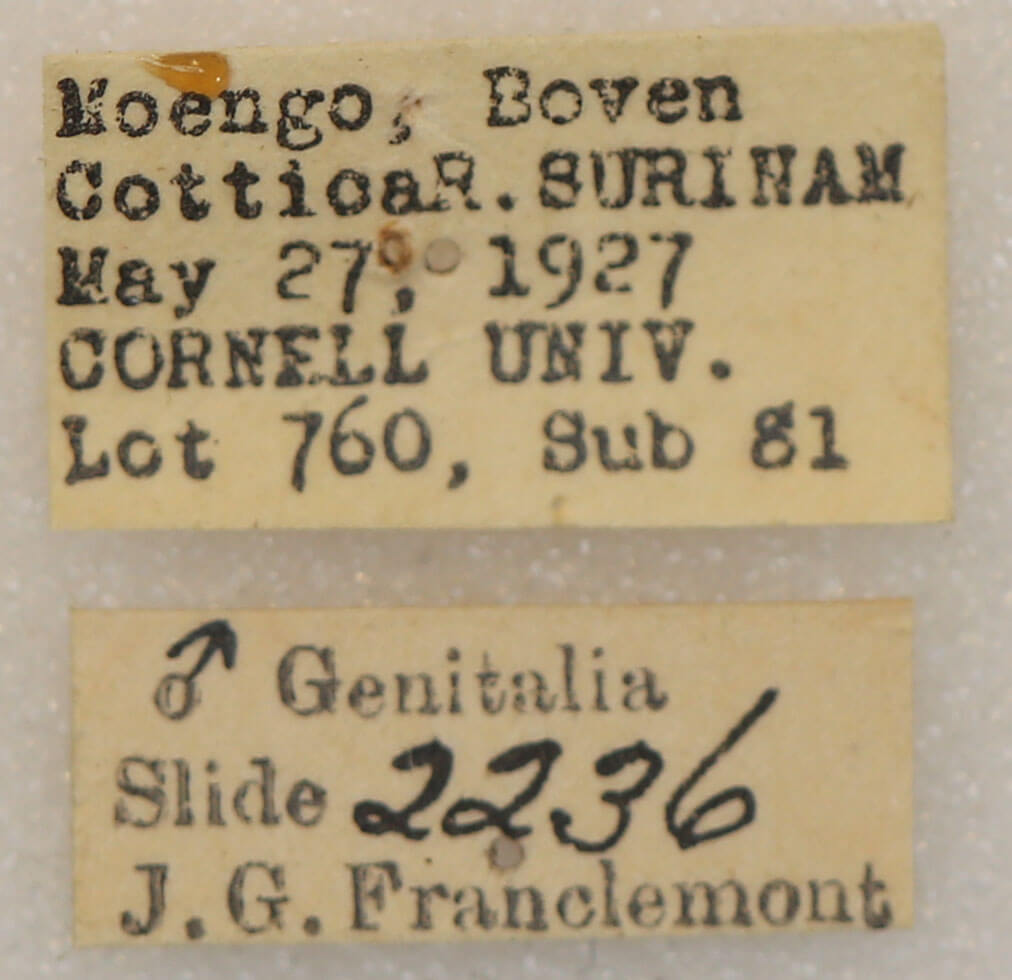 label view of adult Rosema sp. XII