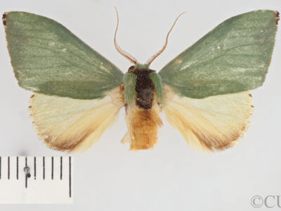 dorsal view of adult Rosema sp. XII