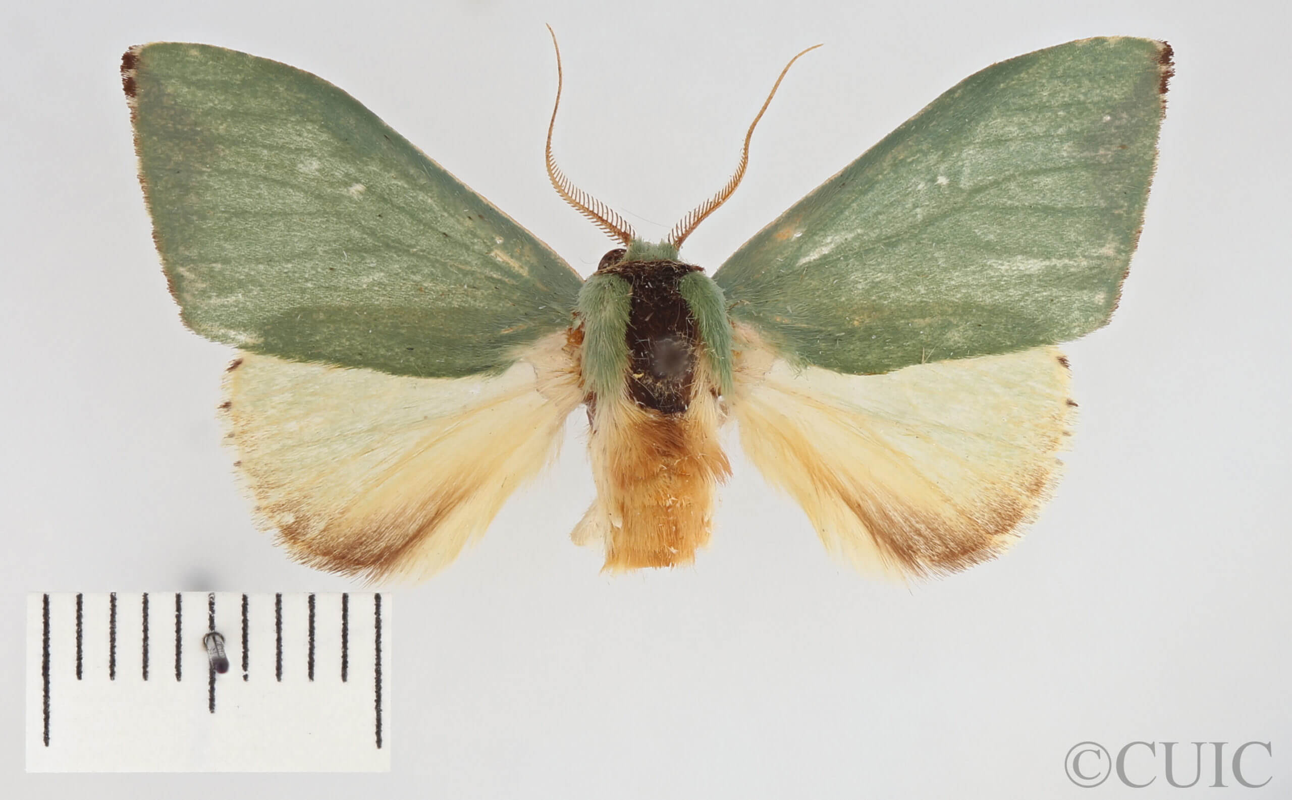 dorsal view of adult Rosema sp. XII