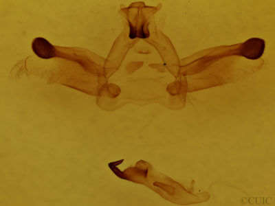 genitalia view of adult Rosema sp. XII