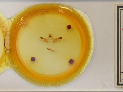 slide view of adult Rosema sp. XII