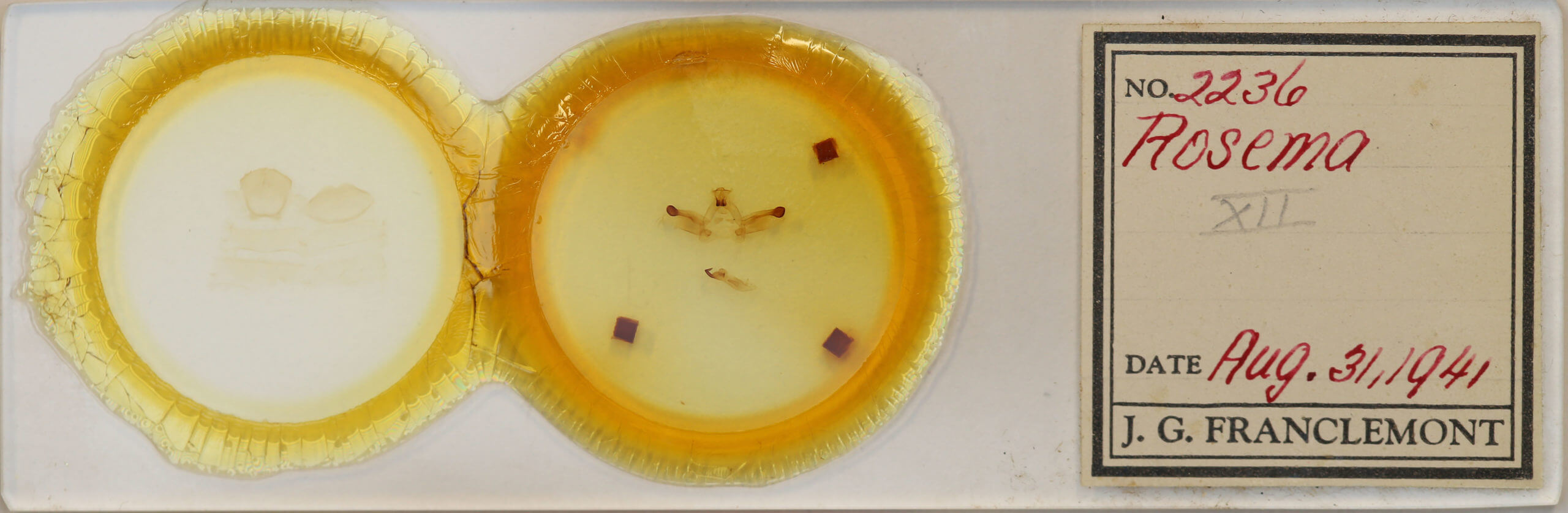 slide view of adult Rosema sp. XII