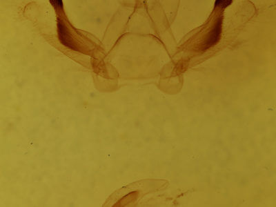 genitalia view of adult Rosema sp. II