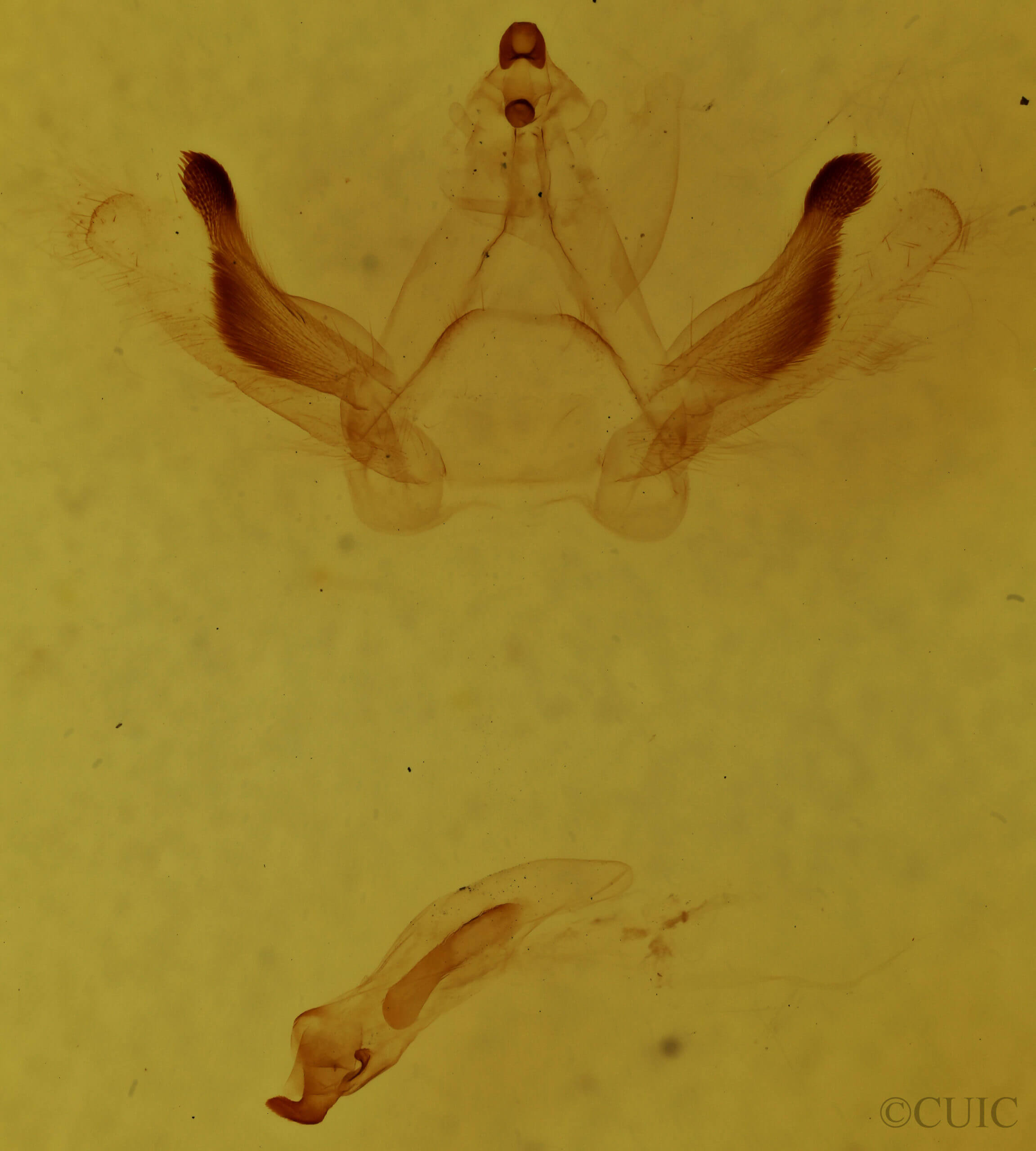 genitalia view of adult Rosema sp. II