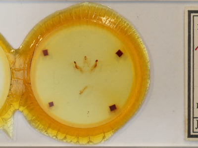 slide view of adult Rosema sp. II