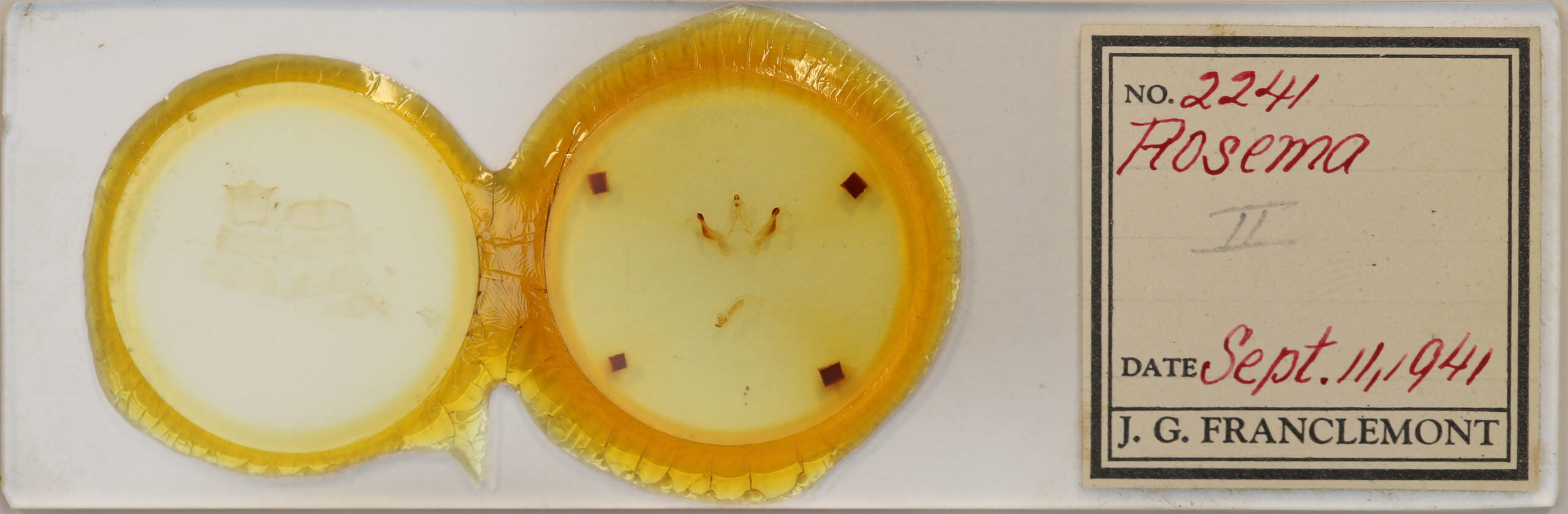 slide view of adult Rosema sp. II