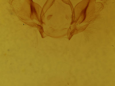 genitalia view of adult Rosema sp. II
