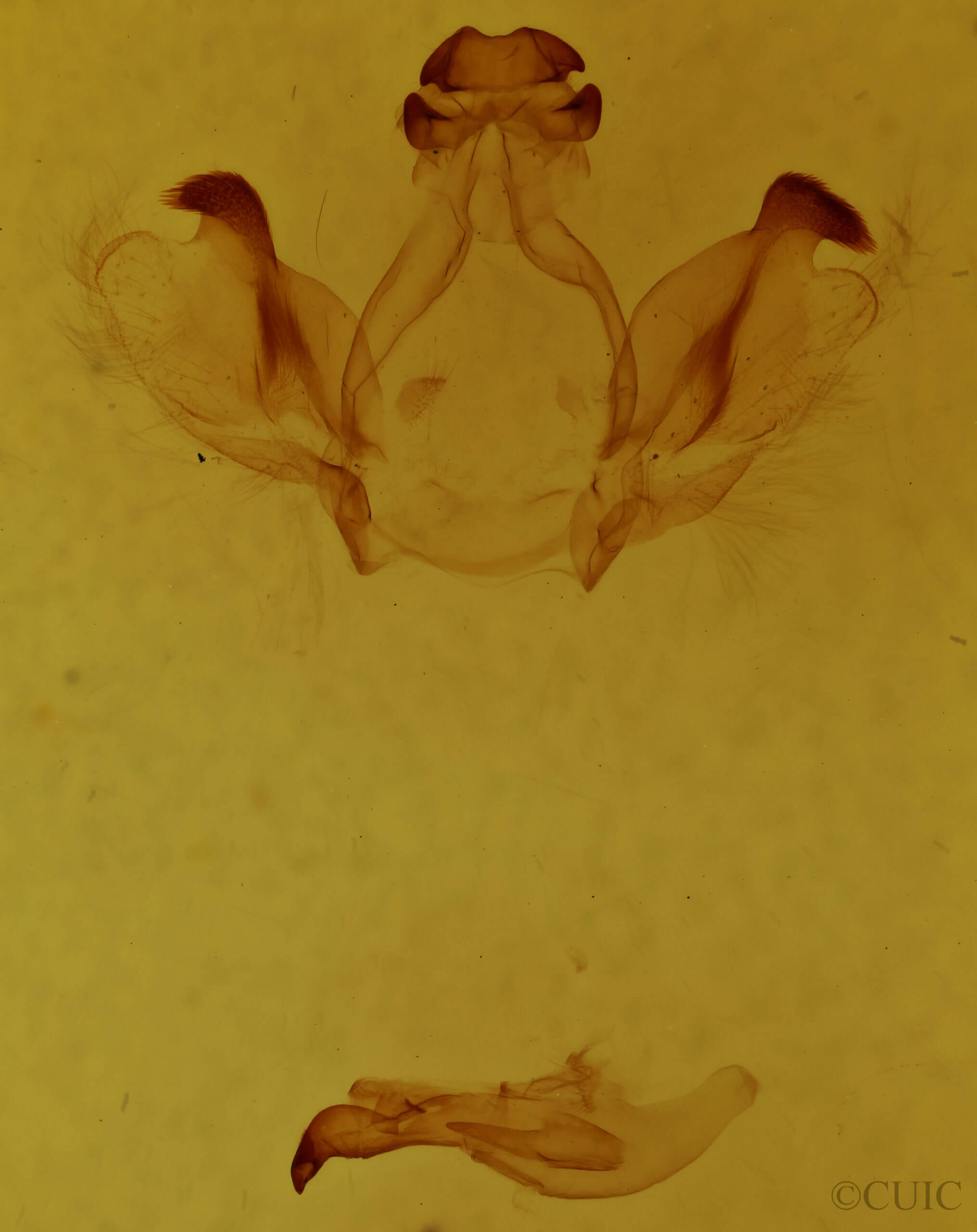 genitalia view of adult Rosema sp. II