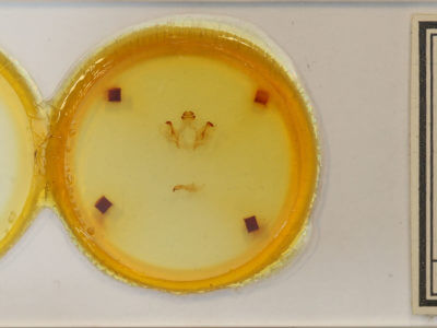 slide view of adult Rosema sp. II