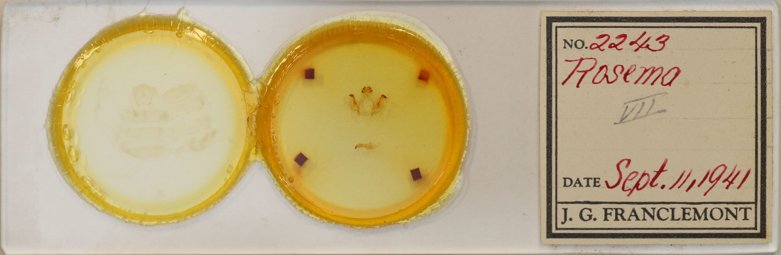 slide view of adult Rosema sp. II