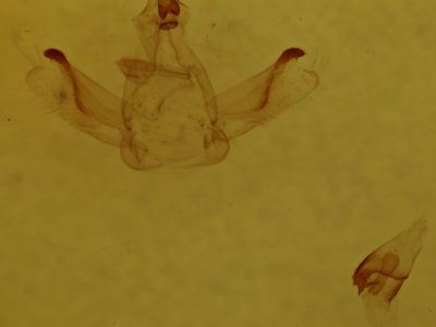 genitalia view of adult Rosema sp. III