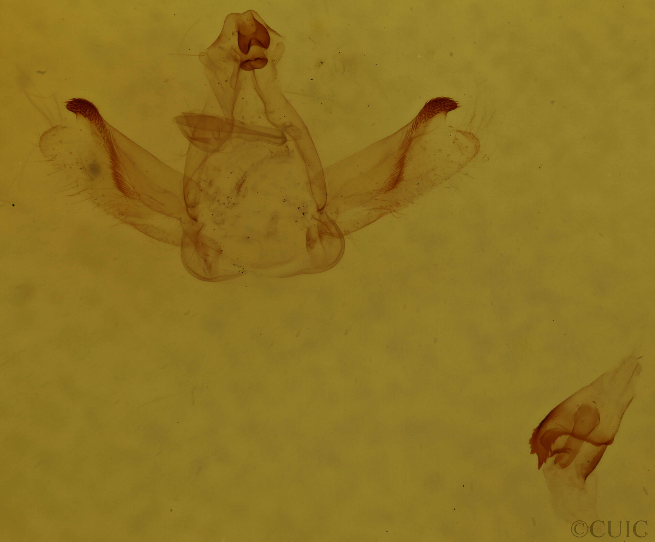 genitalia view of adult Rosema sp. III