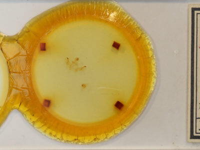 slide view of adult Rosema sp. III