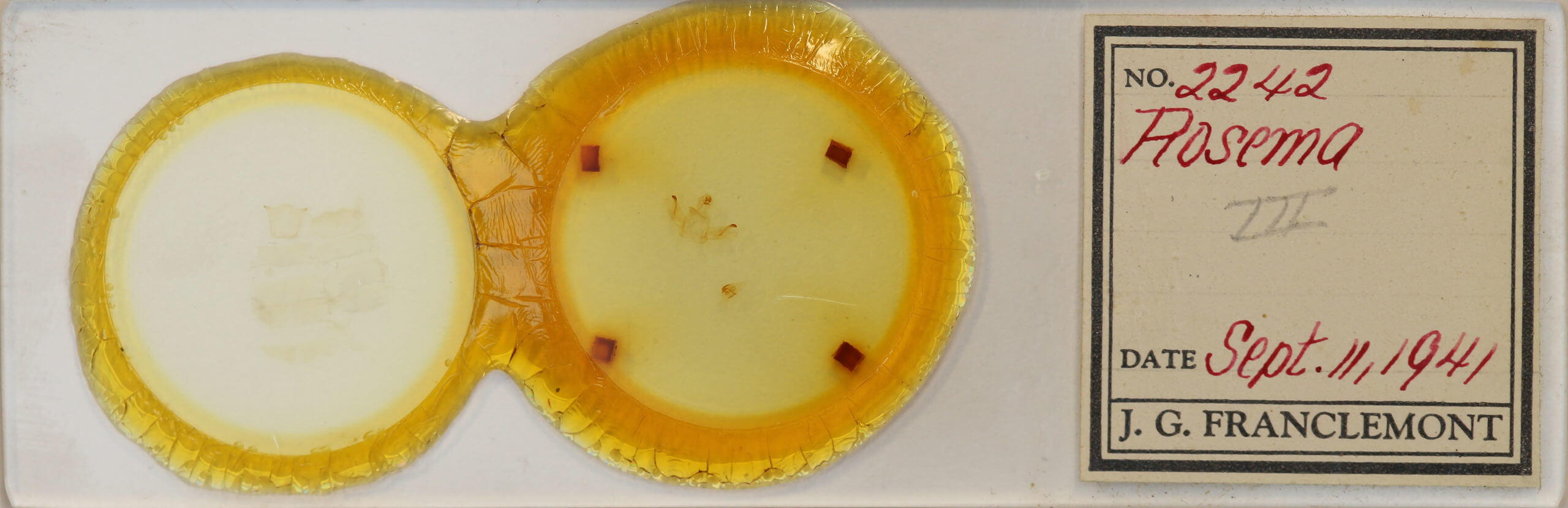 slide view of adult Rosema sp. III