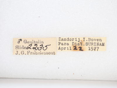 label view of adult Rosema sp. IV