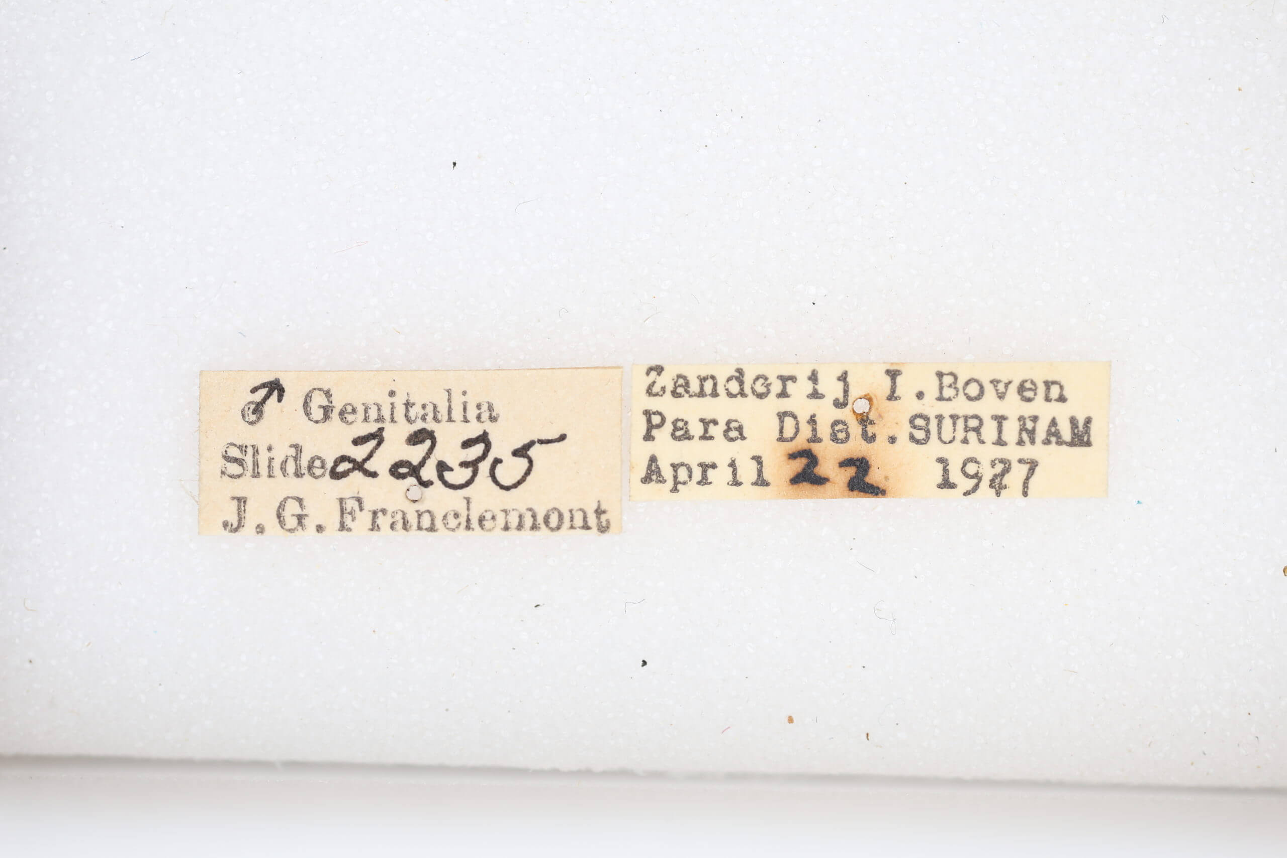 label view of adult Rosema sp. IV